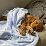 Wilfred Holmes 🐶 - @wilfred_cockapoo - Instagram