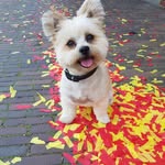 Wilfred van Holten - @wilfredvanholten - Instagram