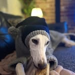 Wilfredlongdog - @wilfredlongdog - Instagram