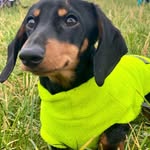 Wilfred Moon - @wilfred_sausage - Instagram