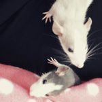 Wilfred and Murphy - @wilfandmurph - Instagram