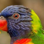 Wilfred K. Phillips - @parrot_of_world39401 - Instagram