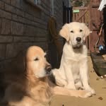 Watson & Wilfred - @watsonandwilfred - Instagram