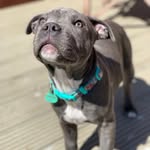 @wilfred_wizard_watson - Instagram