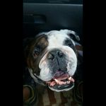 Wilfredo alejandro - @wilfredthebull - Instagram