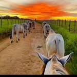 Wilfredo Carrillo - @josealbertouzcateguidiaz799 - Instagram