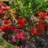 wilfredocarrillo66 - @wilfredocarrillo66 - TikTok