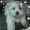 Wilfredo Guzman - @wilfredo.guzman948 - TikTok