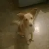Rocky - @wilfredoherrera6 - TikTok