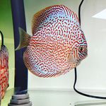 Wilfried Wagner - @discus68190 - Instagram