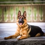 Friedrich Wilhelm Vom Marx - @k9friedrich_gsd - Instagram