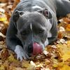 Wilhelm Springer - @amstaff1275 - TikTok