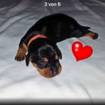 Wilhelm von Wald und Wiese - @dachshund_willi - Instagram