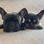 Will &Ball - @tomowillball - Instagram