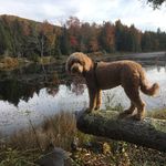 Will Billings - @willbill802 - Instagram