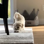 William Blanchette-Houle - @will_blanchette_houle - Instagram