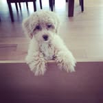 William Blanchette-Houle - @william_blanchette_houle - Instagram