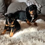 WILD ROTTIES - BLAZE + BACH - @wildrotties - Instagram