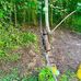 Willis Blevins - Facebook