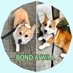 Corgi BOND & WILL コーギー ボンド&ウィル - @vesperlovesbondwill - Instagram