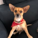 Willborn - o cão - @willbornpicelli - Instagram