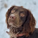 Will the Boykin Spaniel - @dog_called_will - Instagram