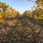 Poachers Vineyard - @will.bruce.pv - Instagram