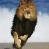 will chow - @will.chow0 - TikTok