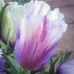 Will Cramer - @everlaughterfarm - Instagram