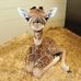 Will Dickey - Facebook