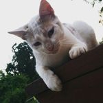 Will Eaves - @elite_cat99 - Instagram