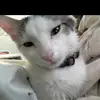 William - @will.ellis_ - TikTok