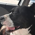 Will Franken - @mamadog42 - Instagram