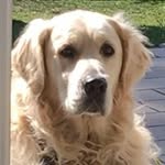 Will Fried - @fried1560 - Instagram