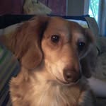 Will Frye - @smokiethebear12 - Instagram