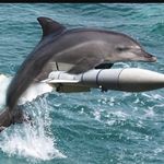 Will Garton - @mlg_dolphin - Instagram