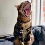 Will Geddes - @willgeddes4444 - Instagram