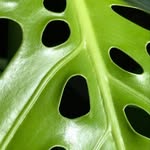 Will Gibbons - @willgibbonsplants - Instagram