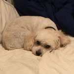 Will - @will.gillespie - Instagram