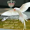 you will come in golden fink - @you.will.come.in.g - TikTok