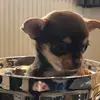 Goldy - @will.goldy - TikTok