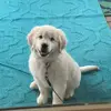 willowthegoldy - @willowthegoldy - TikTok