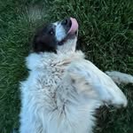Will Goode - @mwill.goode - Instagram