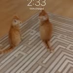 Will Hankins - @willmorp - Instagram