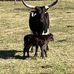 Rafter B  Bucking Bulls Randy Broome &amp; Will Hines - Facebook