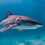 Will Holder - @sharkmann2010 - Instagram