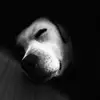 Wildonkey - @willjefferys - TikTok
