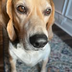 Lover Boy Willis Jerome🐶 - @big_buddy_will_jerome - Instagram