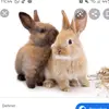 Eltern überreden😫❤ - @will.kanninchen - TikTok