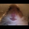 Will Lamb - @will937 - TikTok